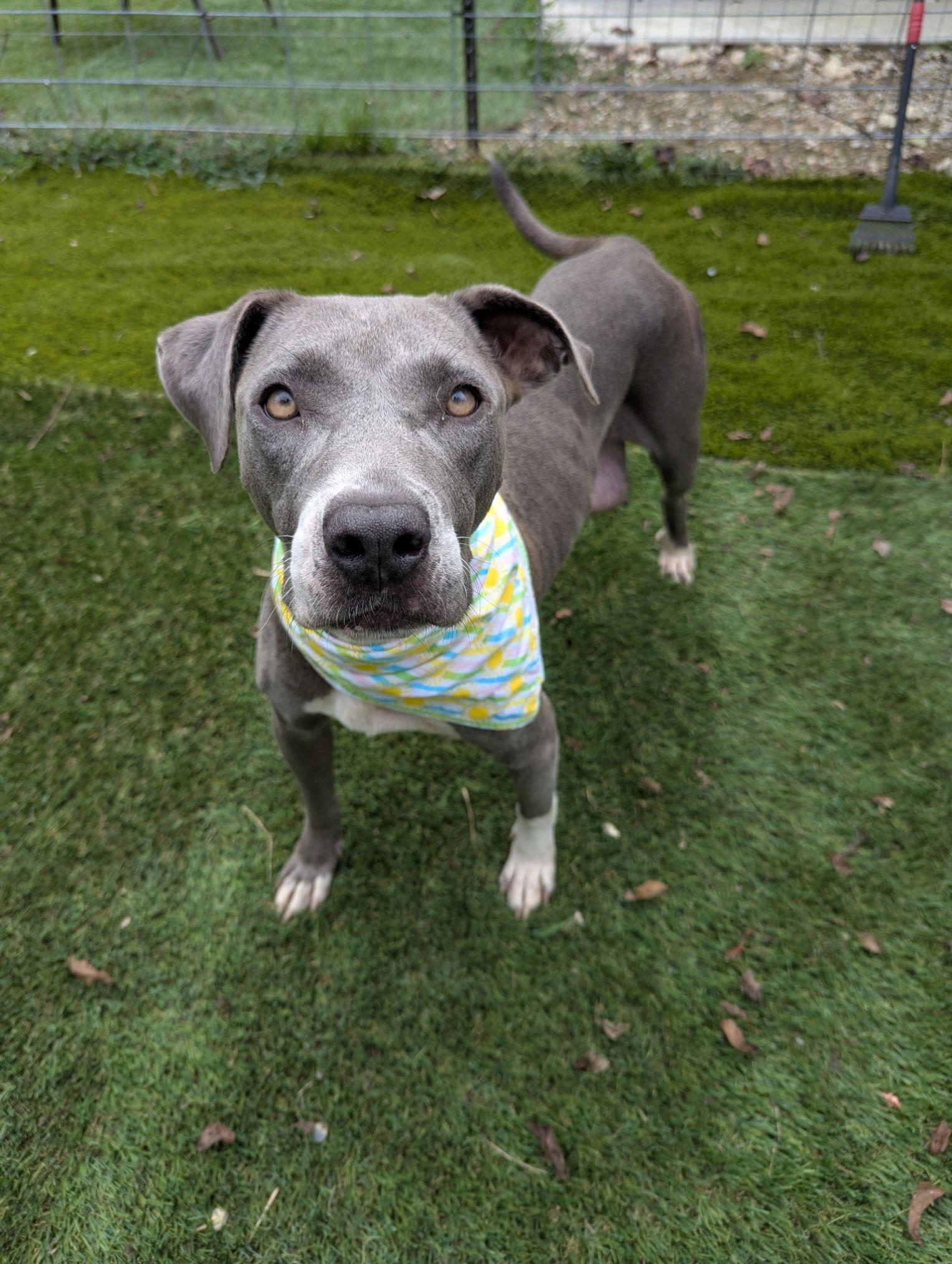 Enlarge Joan Jett (JJ), a Adoptable mixed breed in Calhoun, GA image 2/2