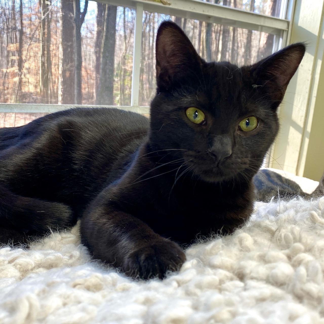 Enlarge Boo, a ADOPTABLE Domestic Short Hair in Jasper, GA image 3/3