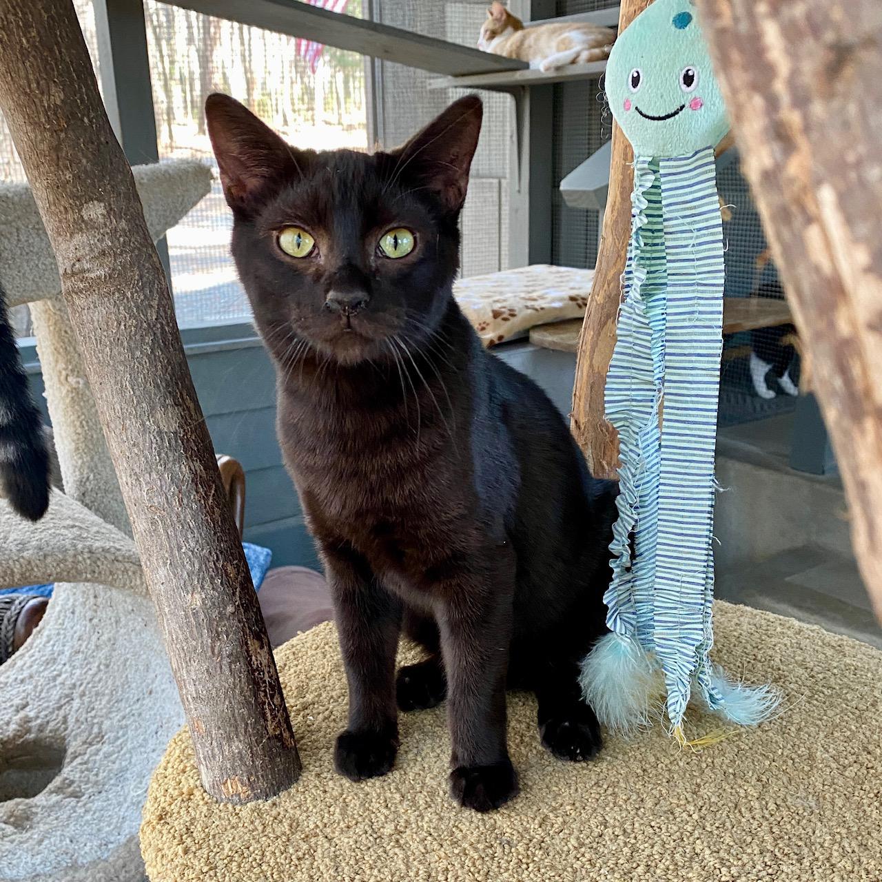 Boo, ADOPTABLE, Kitten Male Domestic Short Hair.