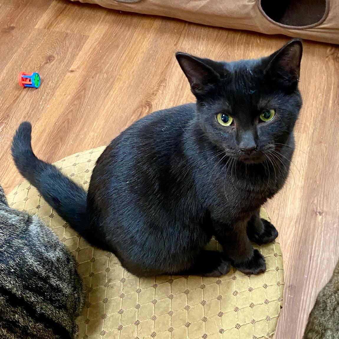 Enlarge Boo, a ADOPTABLE Domestic Short Hair in Jasper, GA image 2/3