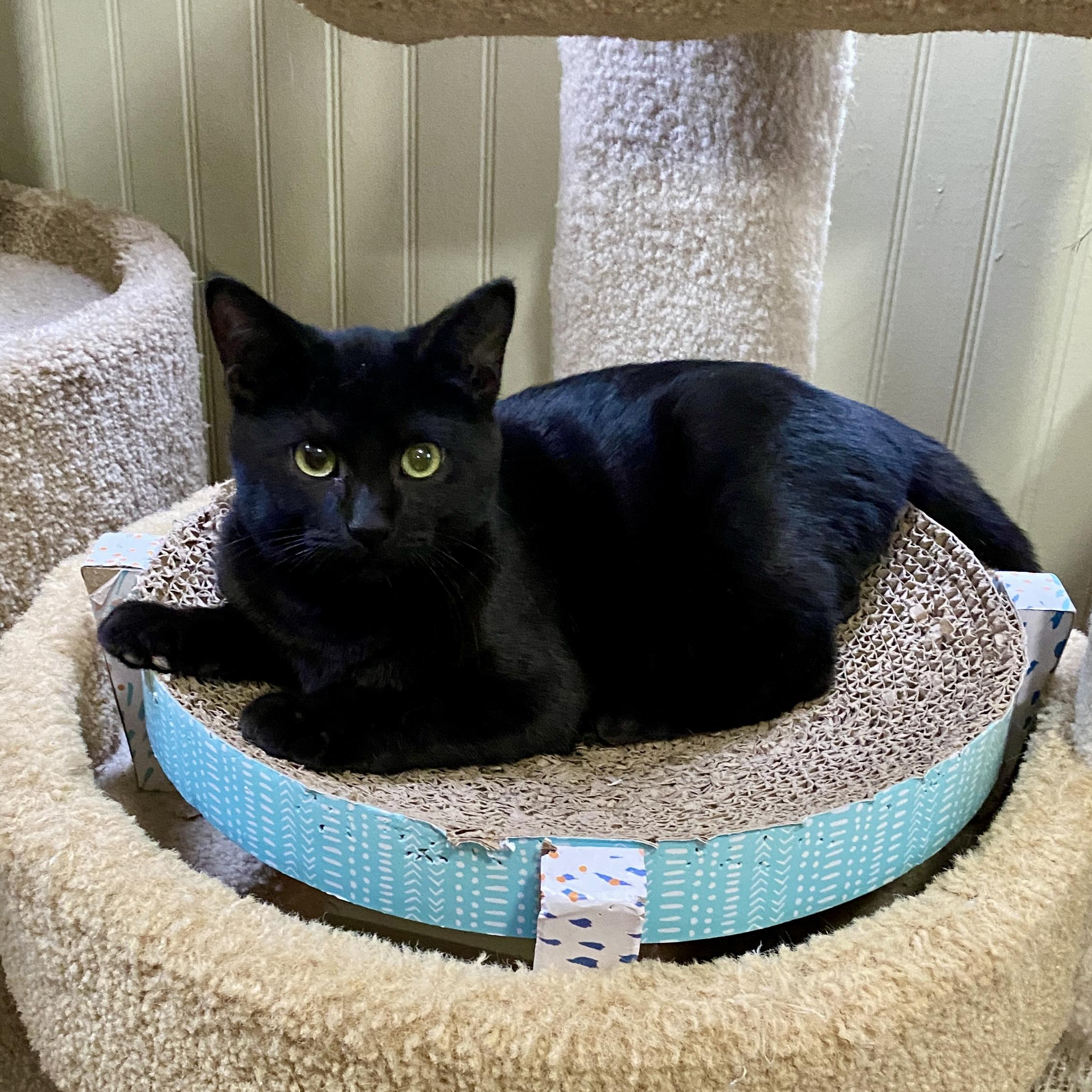 Enlarge Boo, a ADOPTABLE Domestic Short Hair in Jasper, GA image 1/1