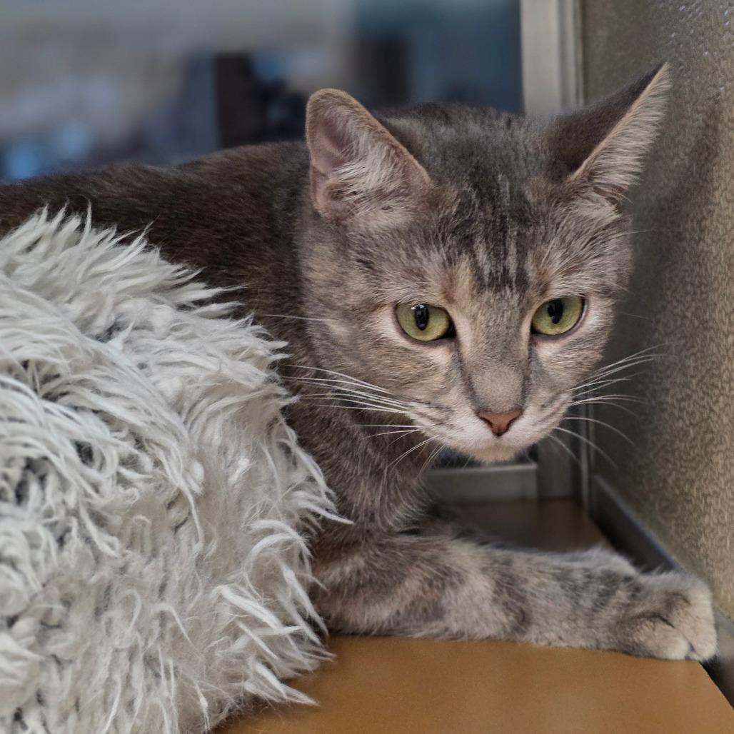 Lily Fur, Adoptable, Adult Female Domestic Short Hair.