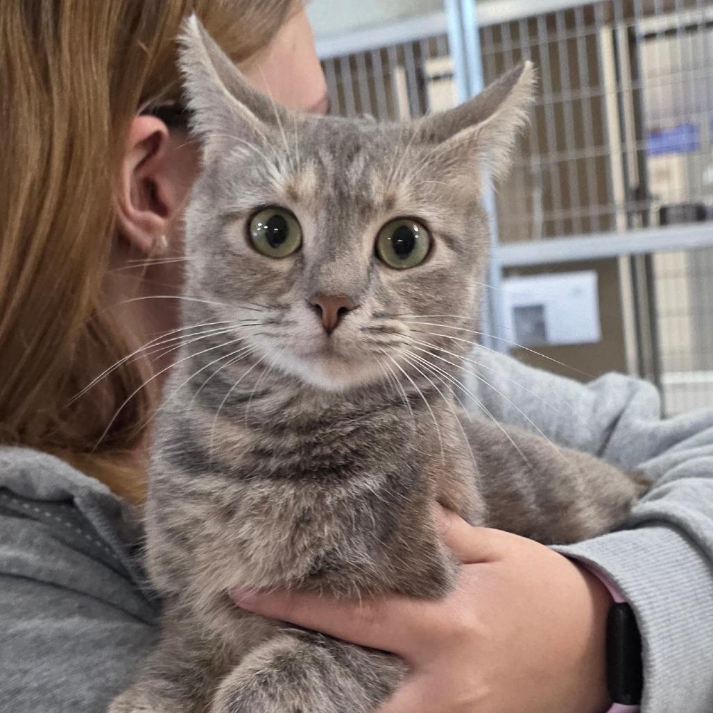 Enlarge Lily Fur, a Adoptable Domestic Short Hair in Chatham, VA image 2/3