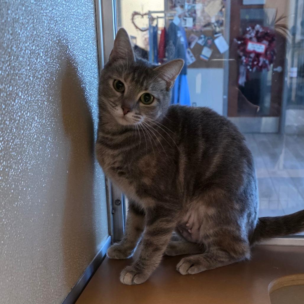Enlarge Lily Fur, a Adoptable Domestic Short Hair in Chatham, VA image 3/3