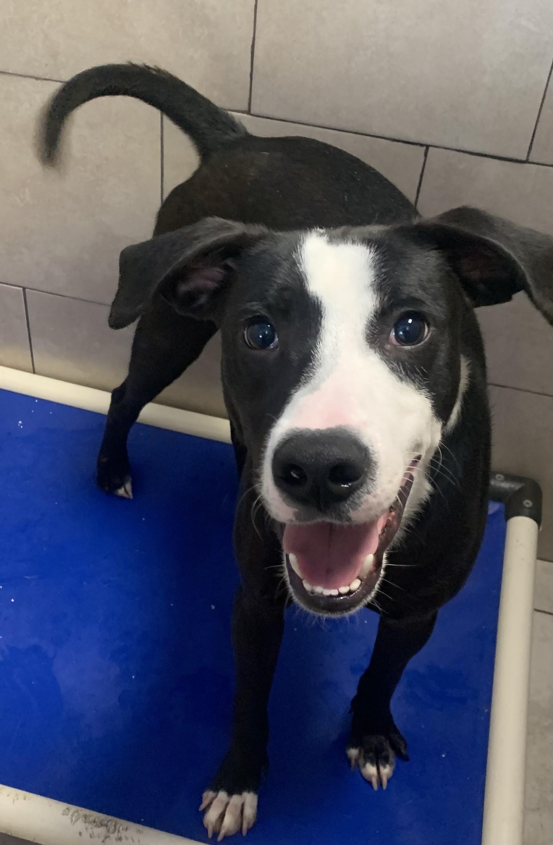 XANDER, Adoptable, Young Male Black Labrador Retriever & English Pointer.