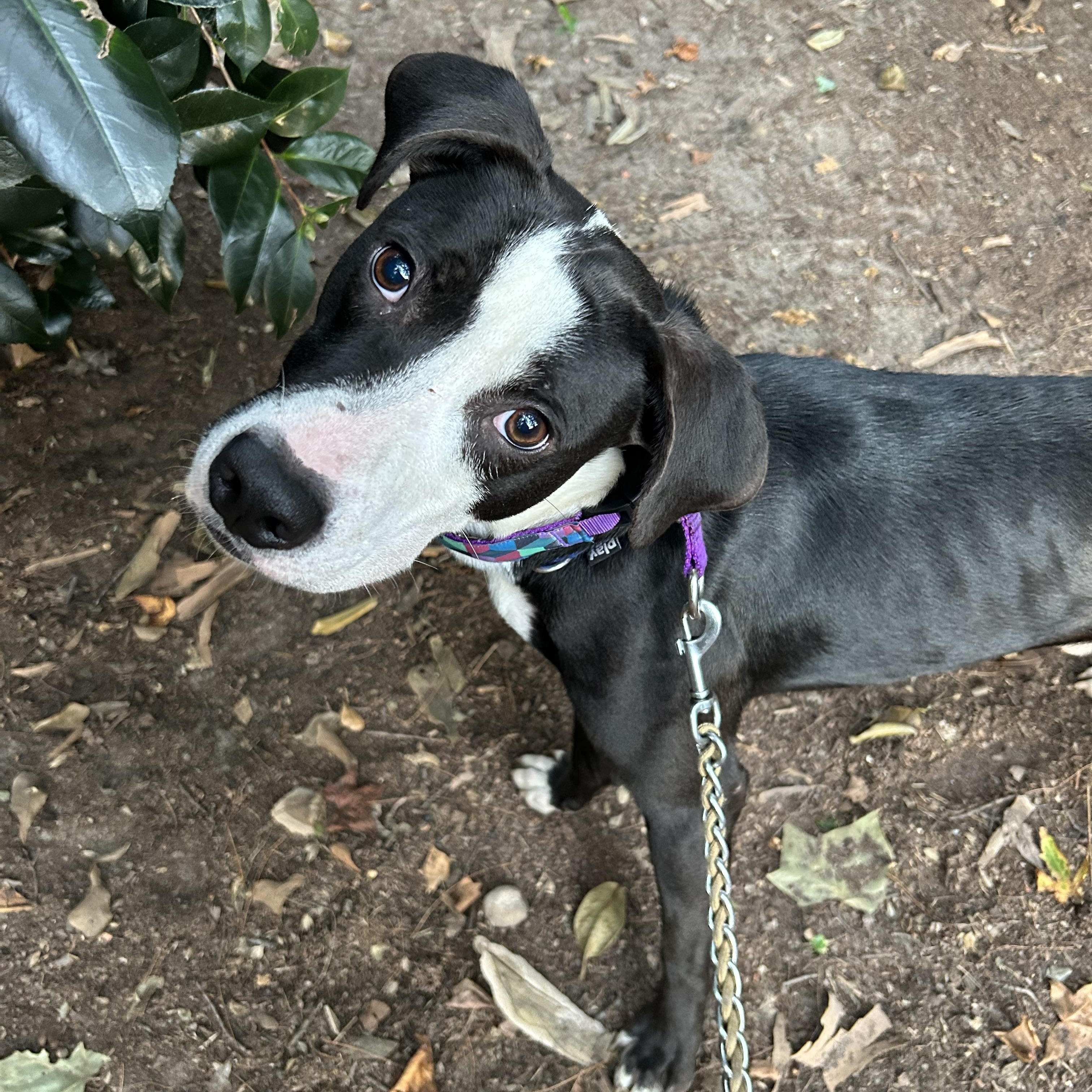XANDER, a Adoptable mixed breed in Wilmington, NC image 2/2