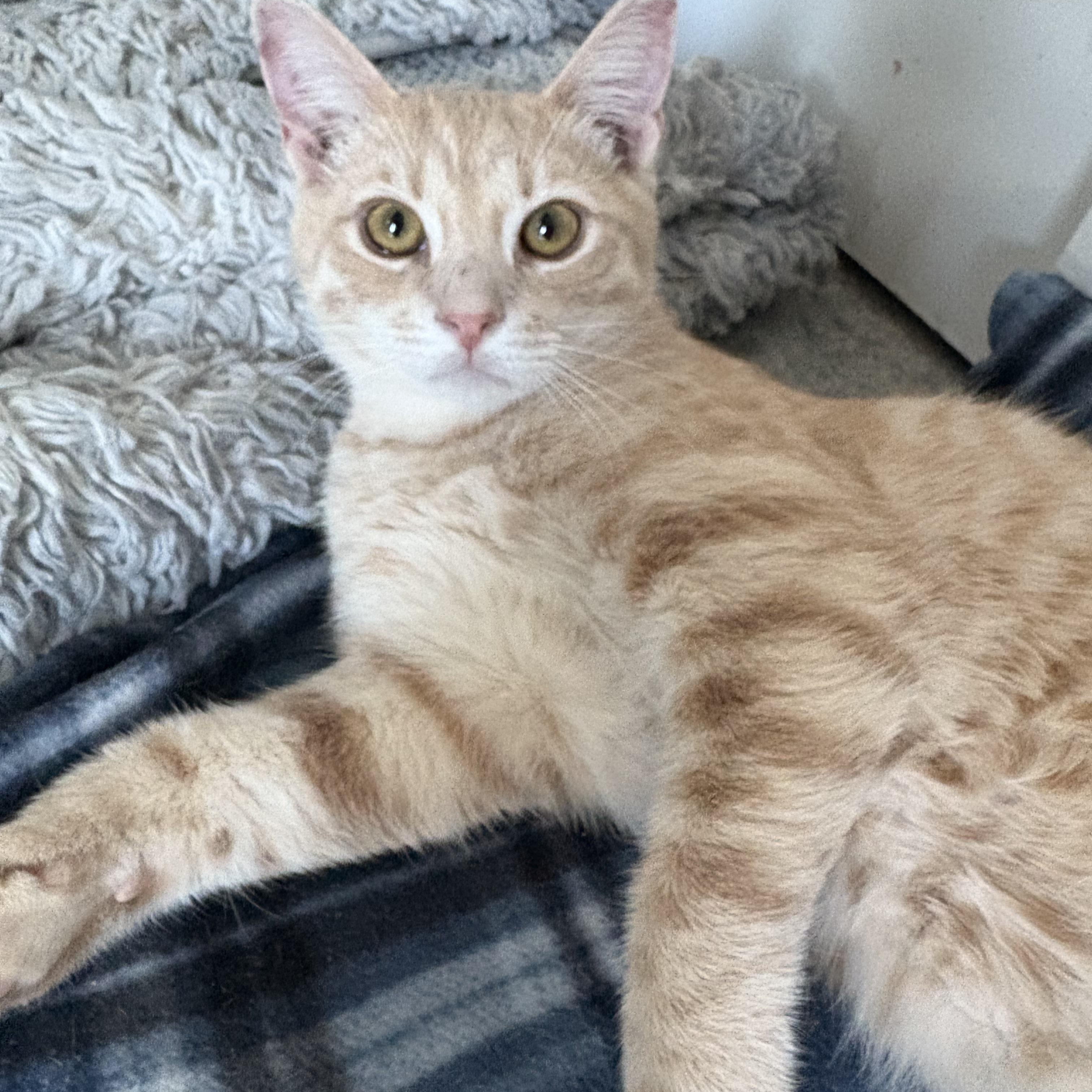 Milo, a Adoptable Domestic Short Hair in Phoenix, AZ image 1/3