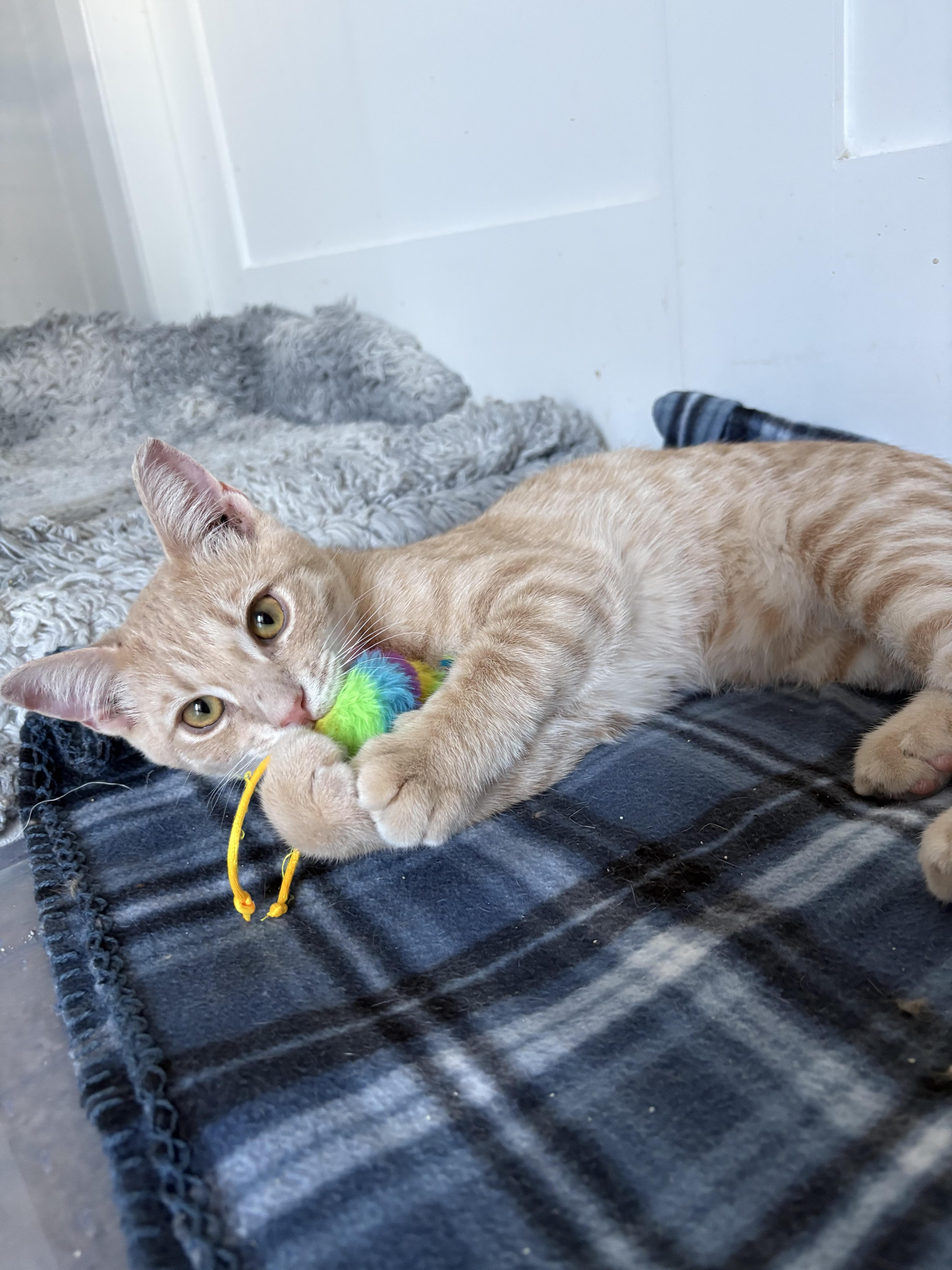 Milo, a Adoptable Domestic Short Hair in Phoenix, AZ image 2/3