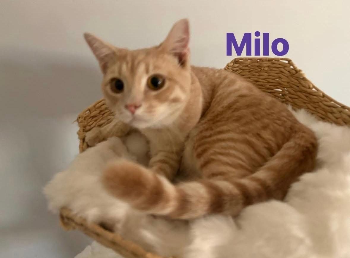 Milo, a Adoptable Domestic Short Hair in Phoenix, AZ image 3/3