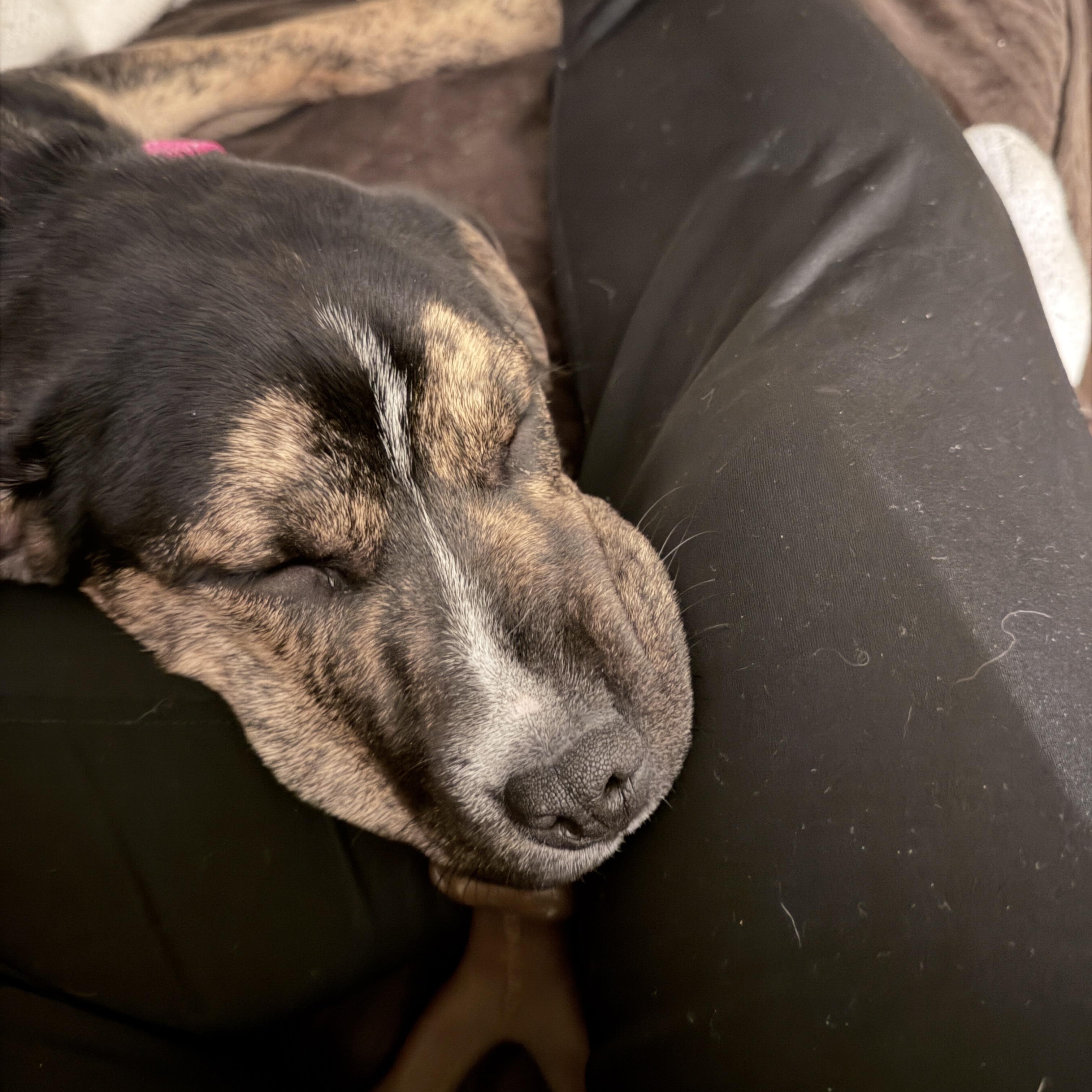 Enlarge Gigi, a ADOPTABLE mixed breed in Youngstown, OH image 2/6