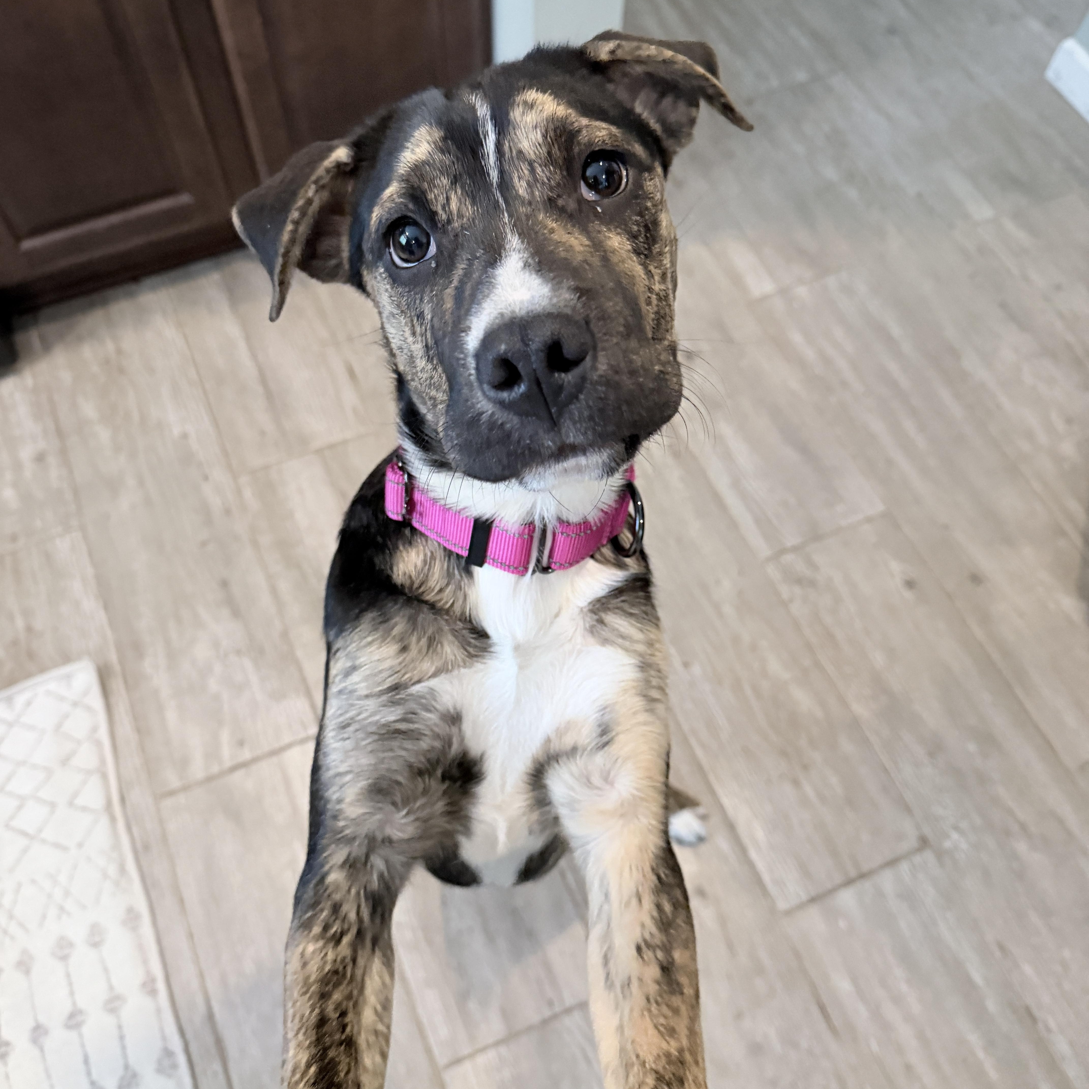 Gigi, ADOPTABLE, Puppy Female American Bulldog & Shar-Pei.