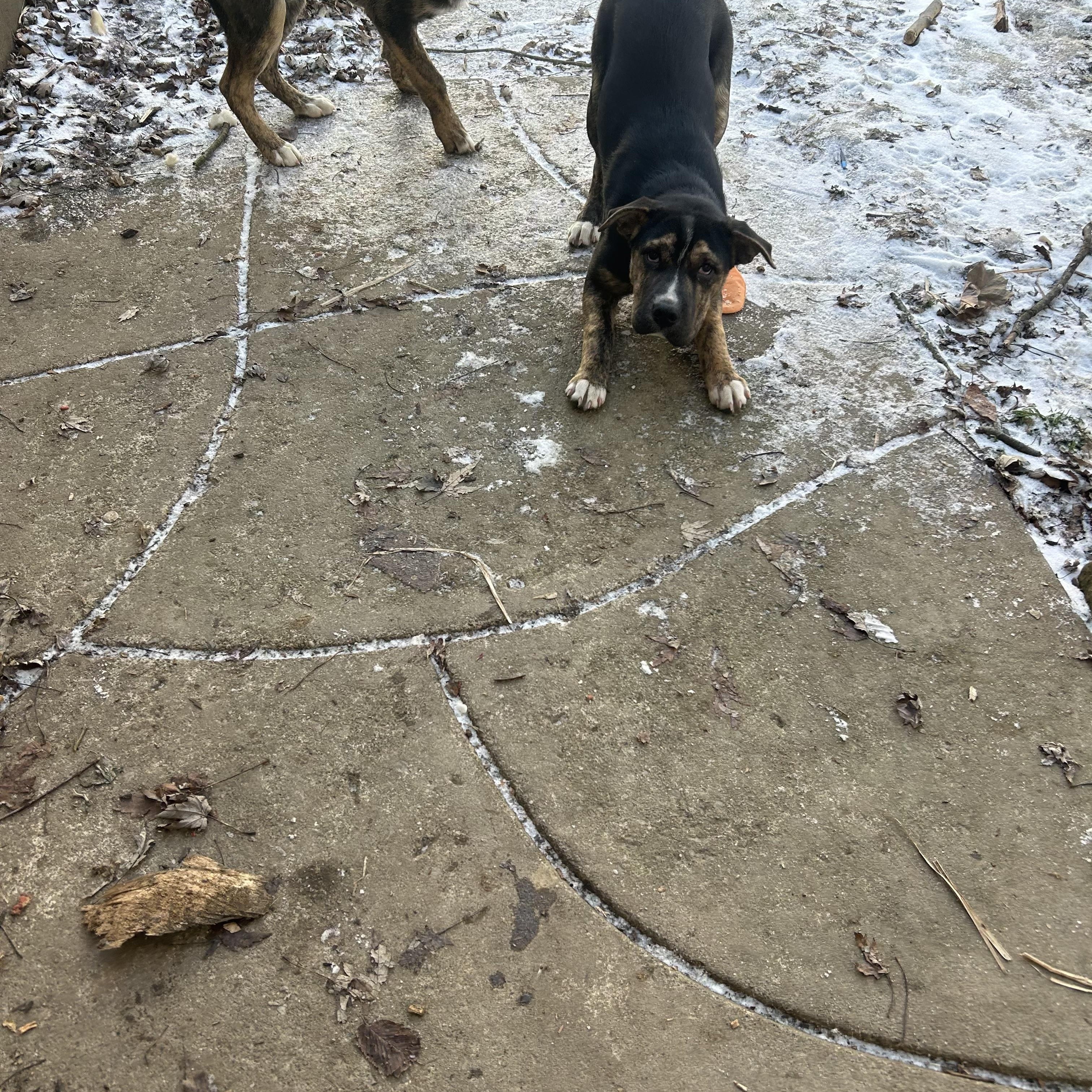 Enlarge Gigi, a ADOPTABLE mixed breed in Youngstown, OH image 6/6