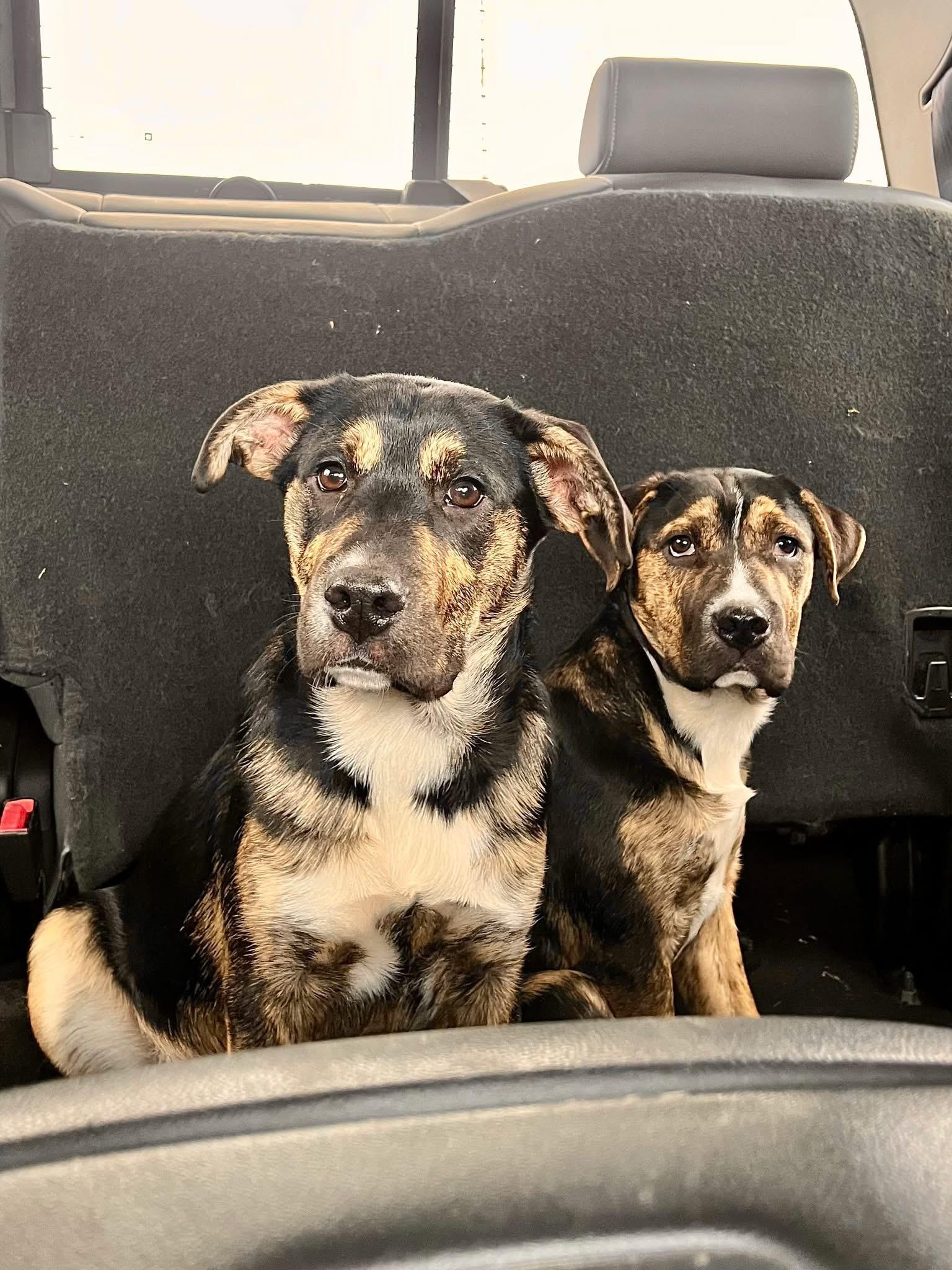 Enlarge Gigi, a ADOPTABLE mixed breed in Youngstown, OH image 5/6