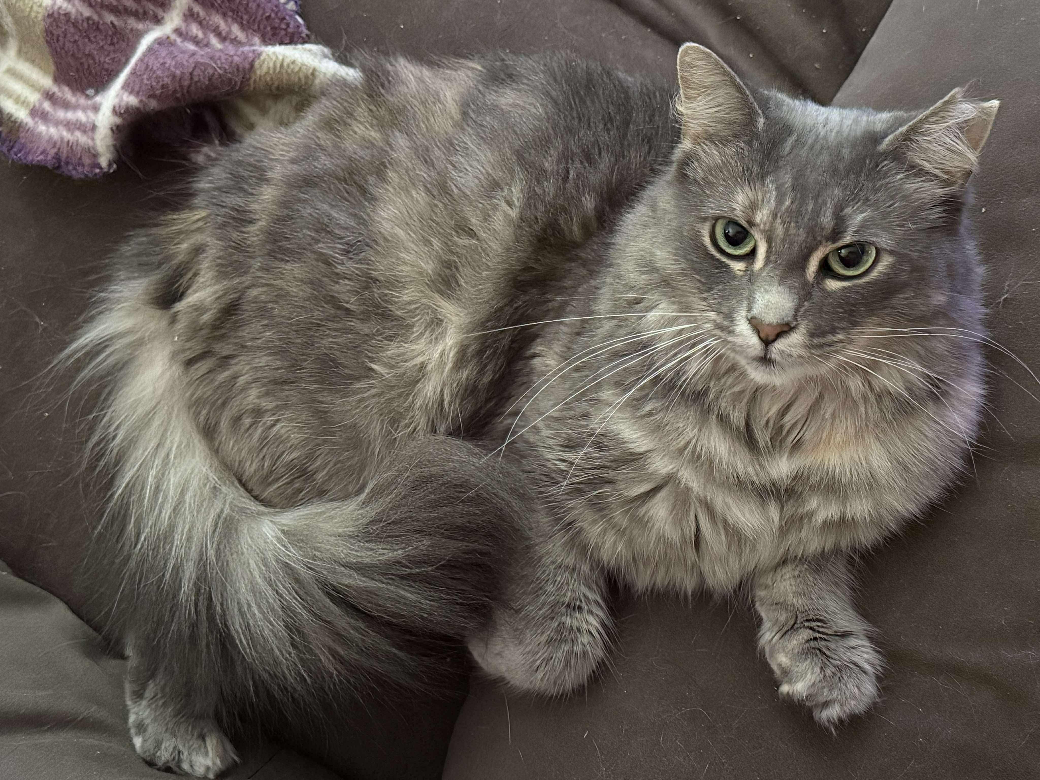 Puces, Adult Female Domestic Long Hair