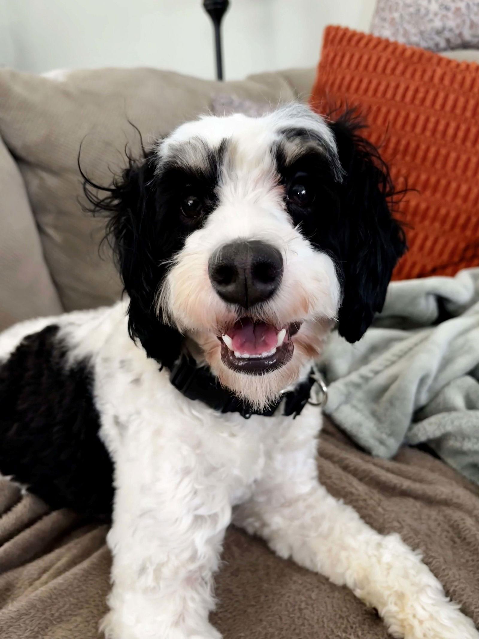 Ace, Adoptable, Young Male Australian Shepherd.