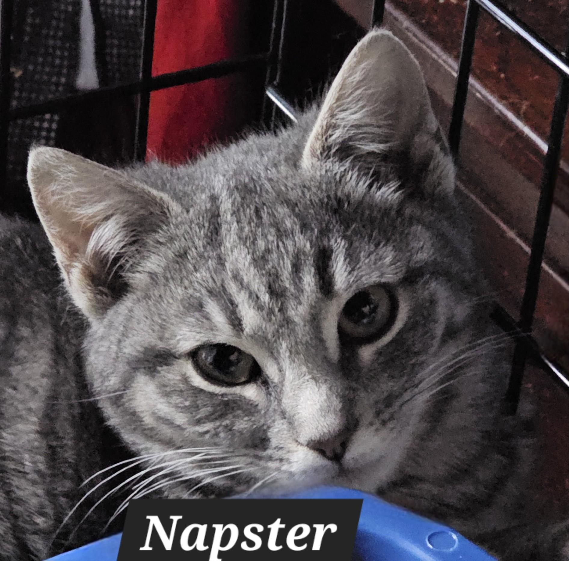 Napster, adoptable, Kitten Male Domestic Short Hair.