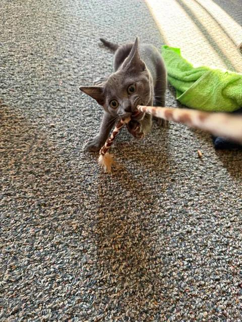 Enlarge Diva, a Adoptable mixed breed in Davison, MI image 2/4