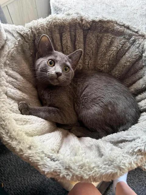 Enlarge Diva, a Adoptable mixed breed in Davison, MI image 4/4