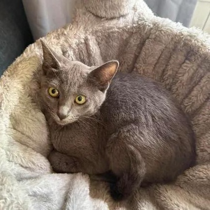 Diva, Adoptable, Kitten Female Domestic Short Hair & Russian Blue.