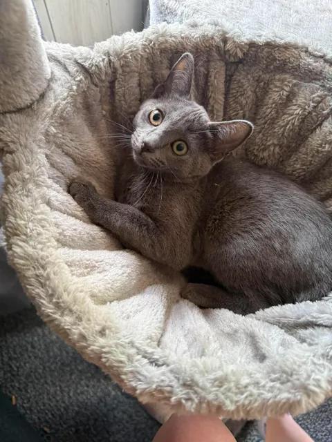 Enlarge Diva, a Adoptable mixed breed in Davison, MI image 3/4