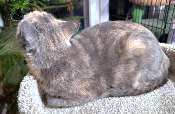 PANSY THE PRINCESS, a Adoptable mixed breed in Danbury, CT image 5/6