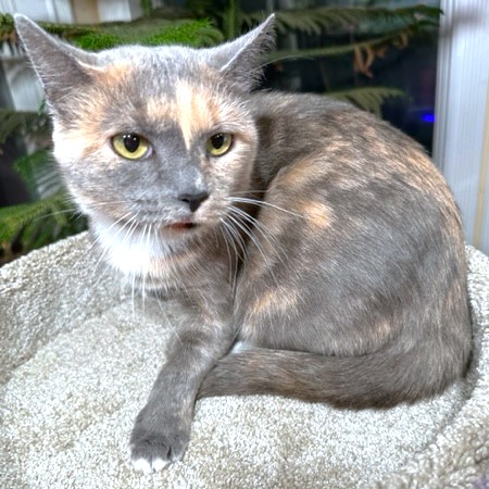 PANSY THE PRINCESS, a Adoptable mixed breed in Danbury, CT image 1/6