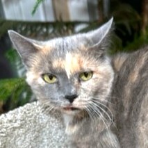 Pansy The Princess thumbnail 3