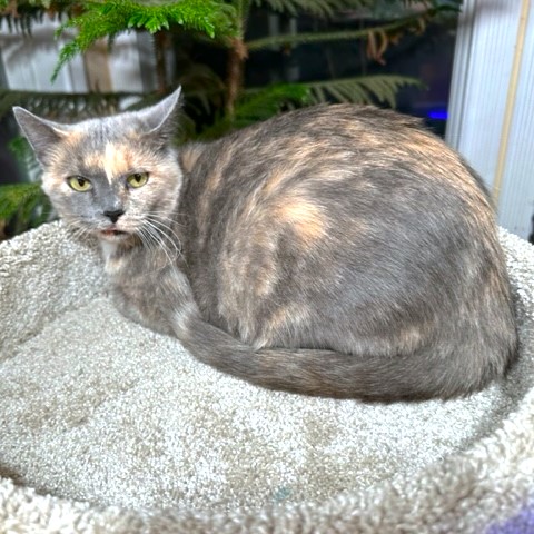 PANSY THE PRINCESS, a Adoptable mixed breed in Danbury, CT image 4/6