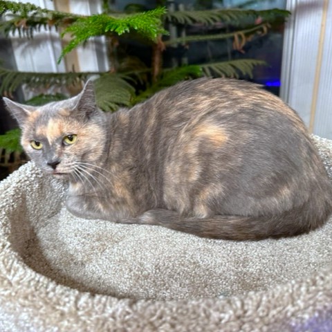 PANSY THE PRINCESS, a Adoptable mixed breed in Danbury, CT image 2/6