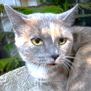 PANSY THE PRINCESS, a Adoptable mixed breed in Danbury, CT image 3/6