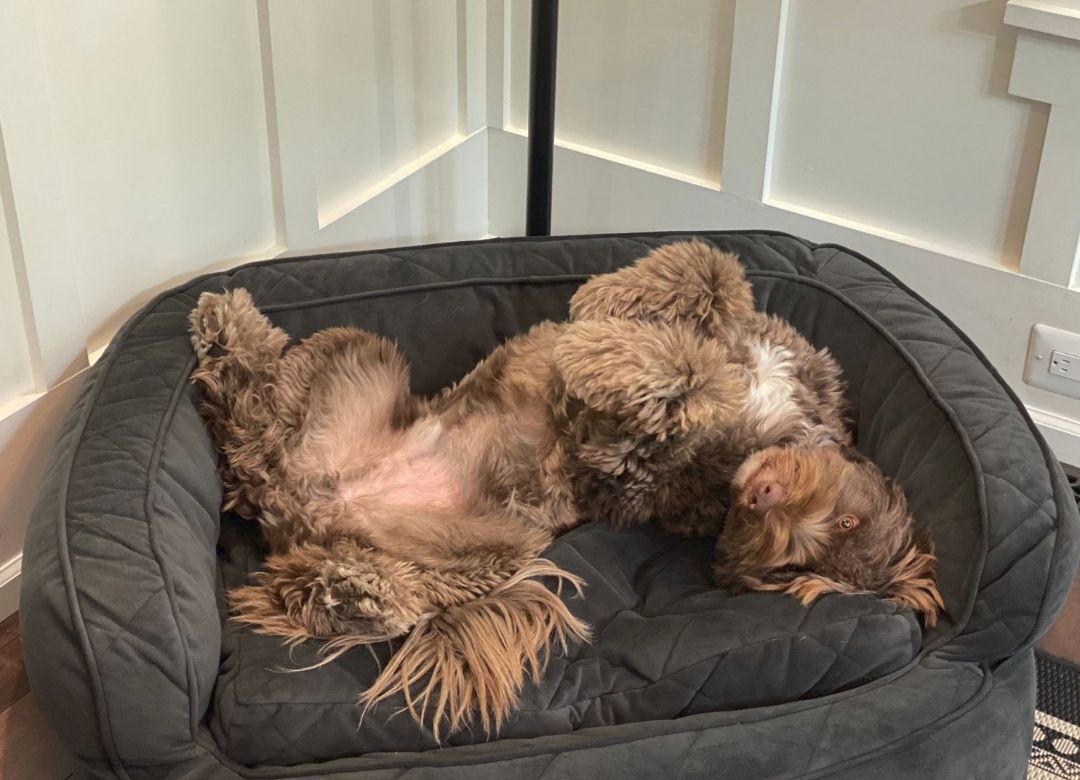 Enlarge Carson, a Adoptable Portuguese Water Dog in Landenberg, PA image 4/6