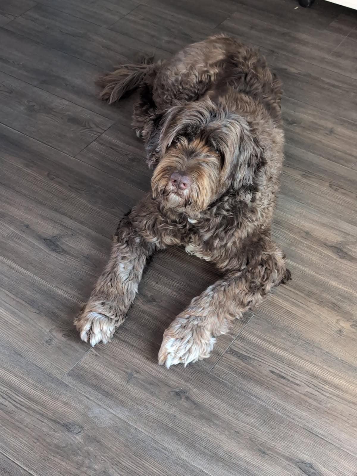 Enlarge Carson, a Adoptable Portuguese Water Dog in Landenberg, PA image 1/6