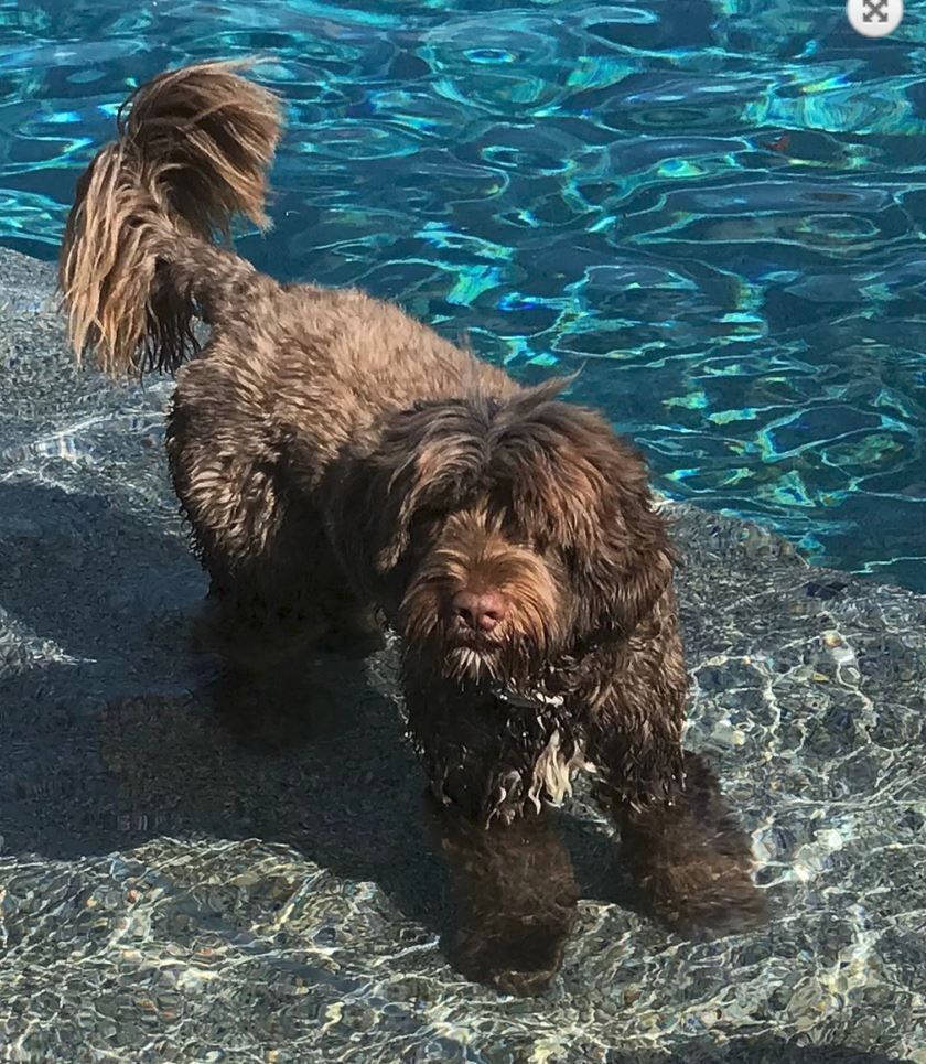 Enlarge Carson, a Adoptable Portuguese Water Dog in Landenberg, PA image 6/6