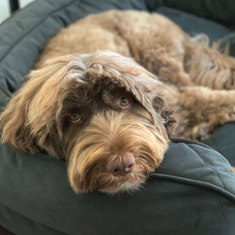 Enlarge Carson, a Adoptable Portuguese Water Dog in Landenberg, PA image 2/6