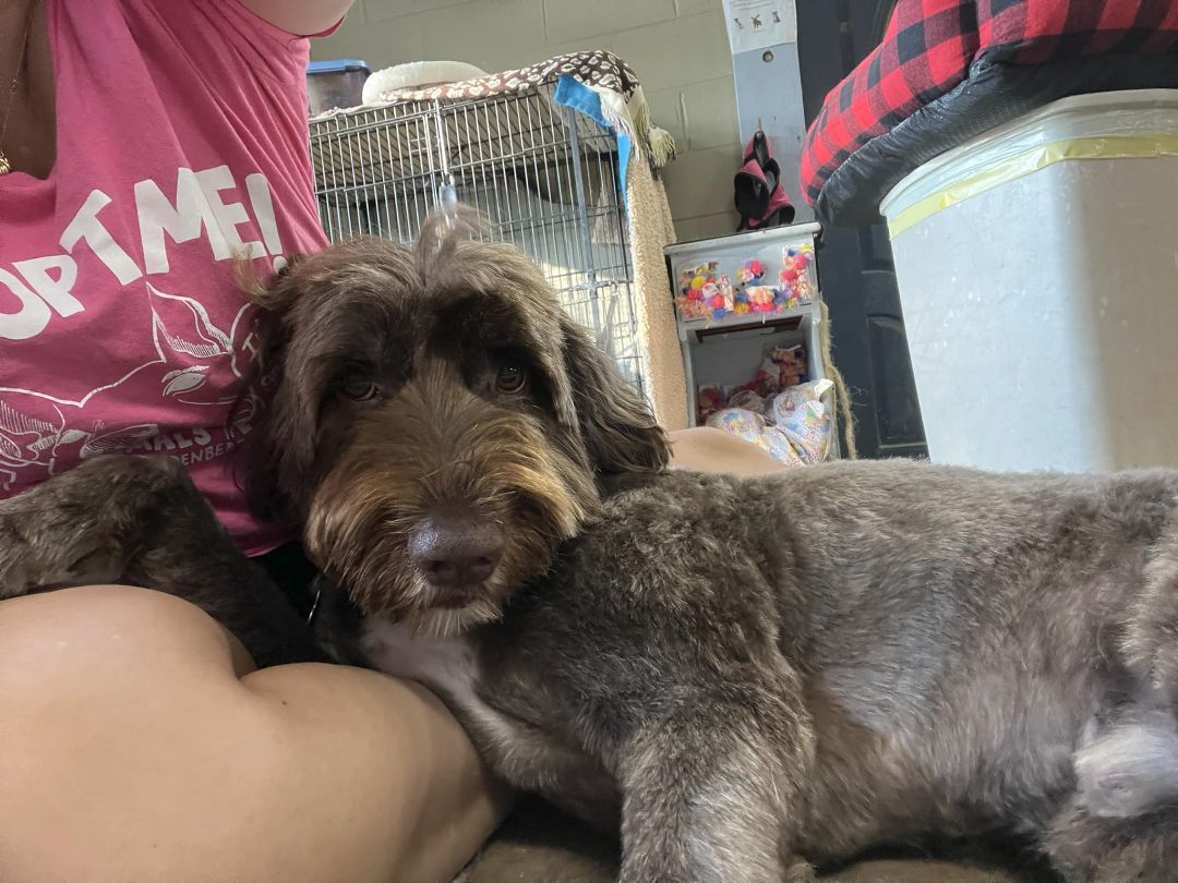 Enlarge Carson, a Adoptable Portuguese Water Dog in Landenberg, PA image 3/6
