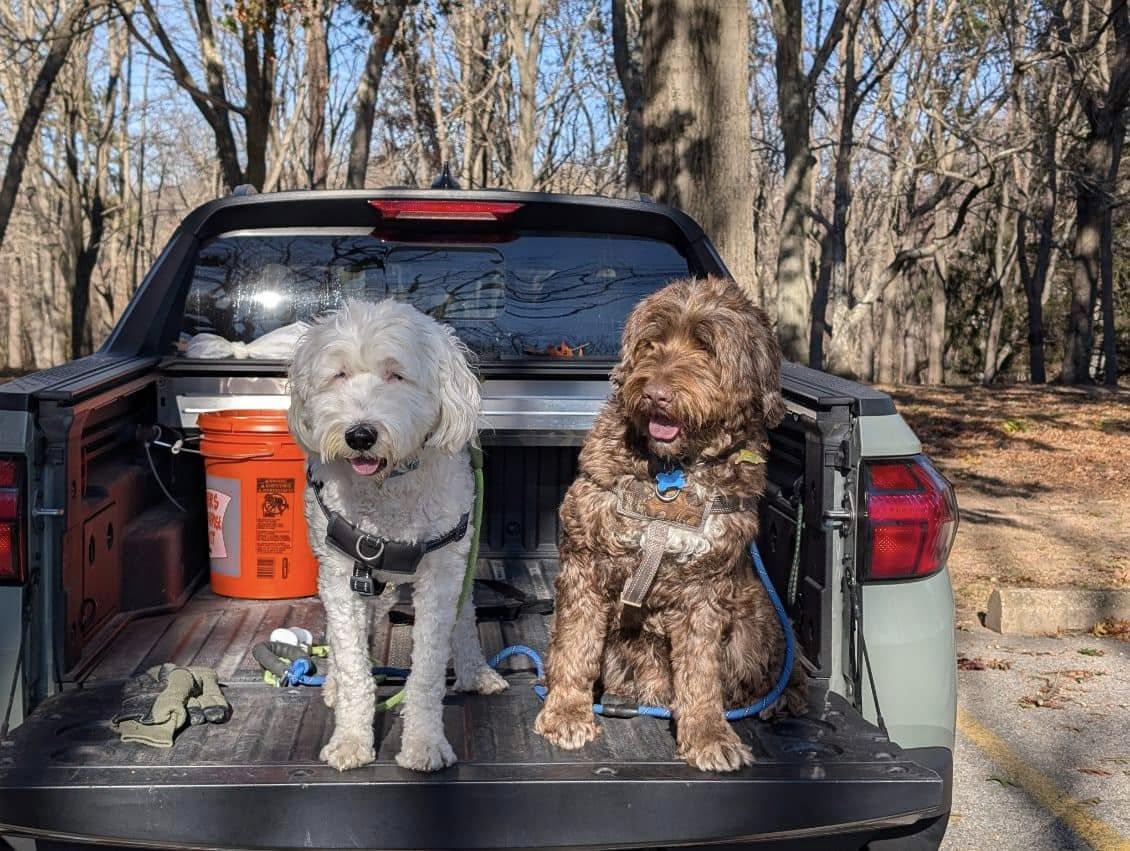 Enlarge Carson, a Adoptable Portuguese Water Dog in Landenberg, PA image 5/6