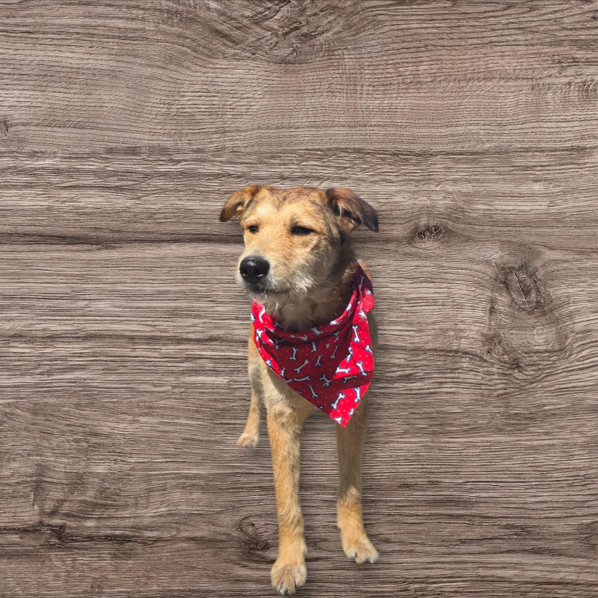 Enlarge John, a Adoptable Airedale Terrier in Jamestown, TN image 1/3