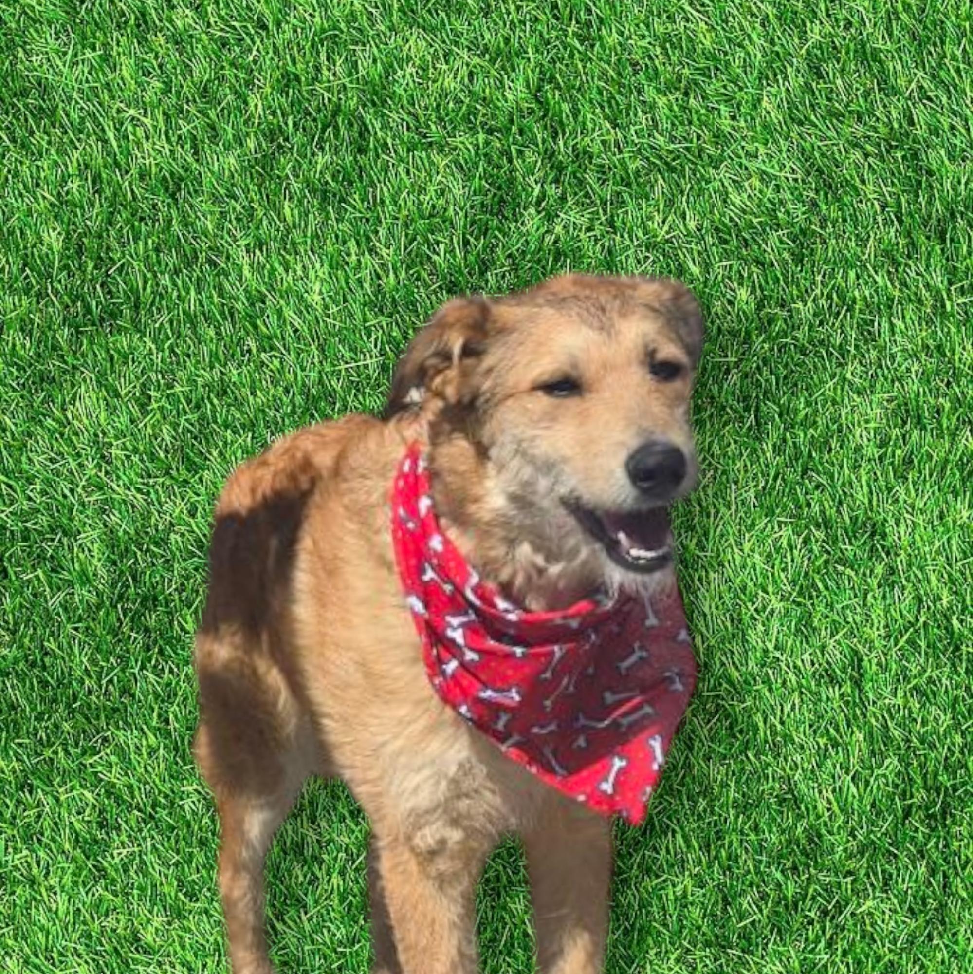 Enlarge John, a Adoptable Airedale Terrier in Jamestown, TN image 2/3