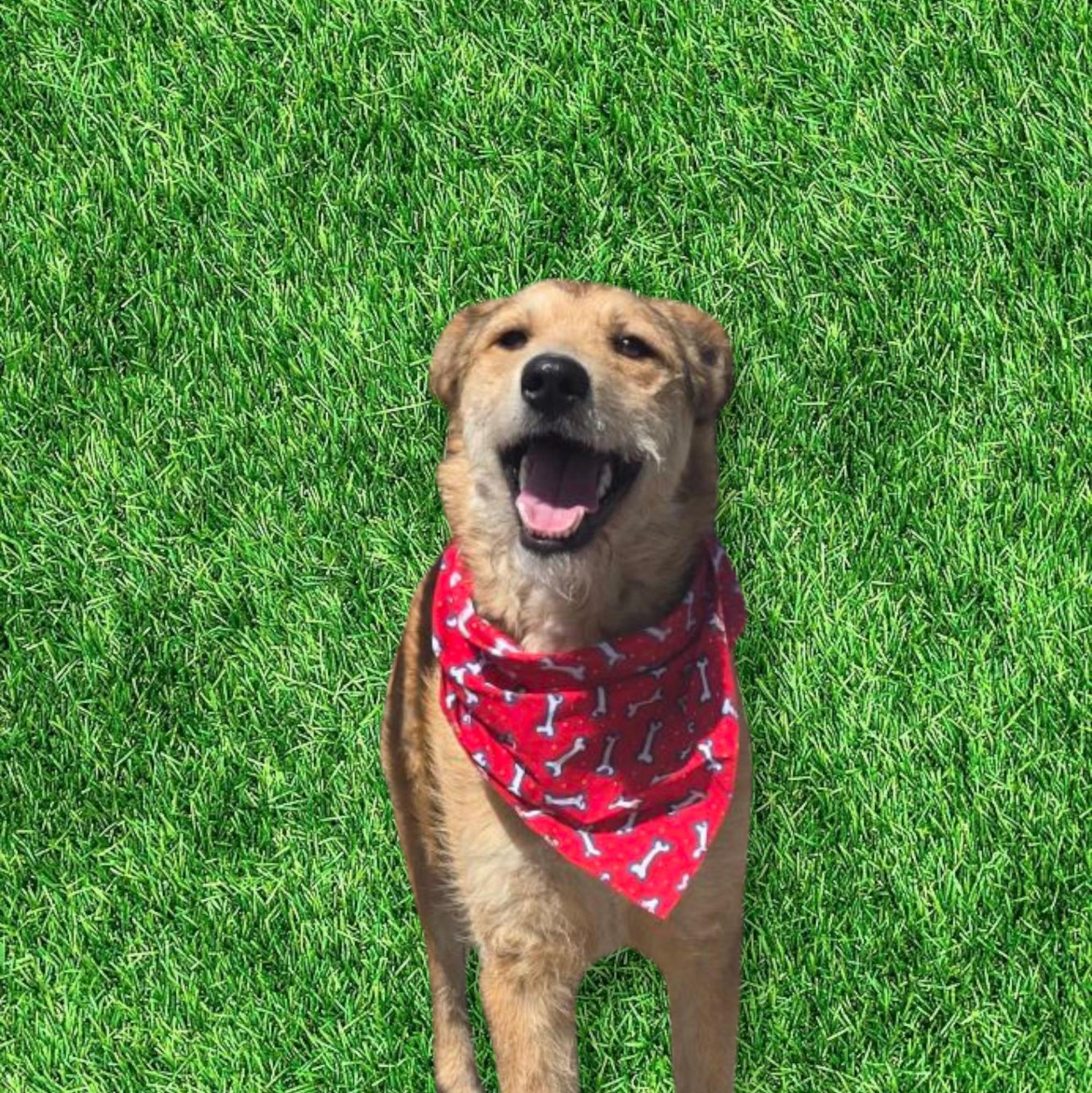 Enlarge John, a Adoptable Airedale Terrier in Jamestown, TN image 3/3