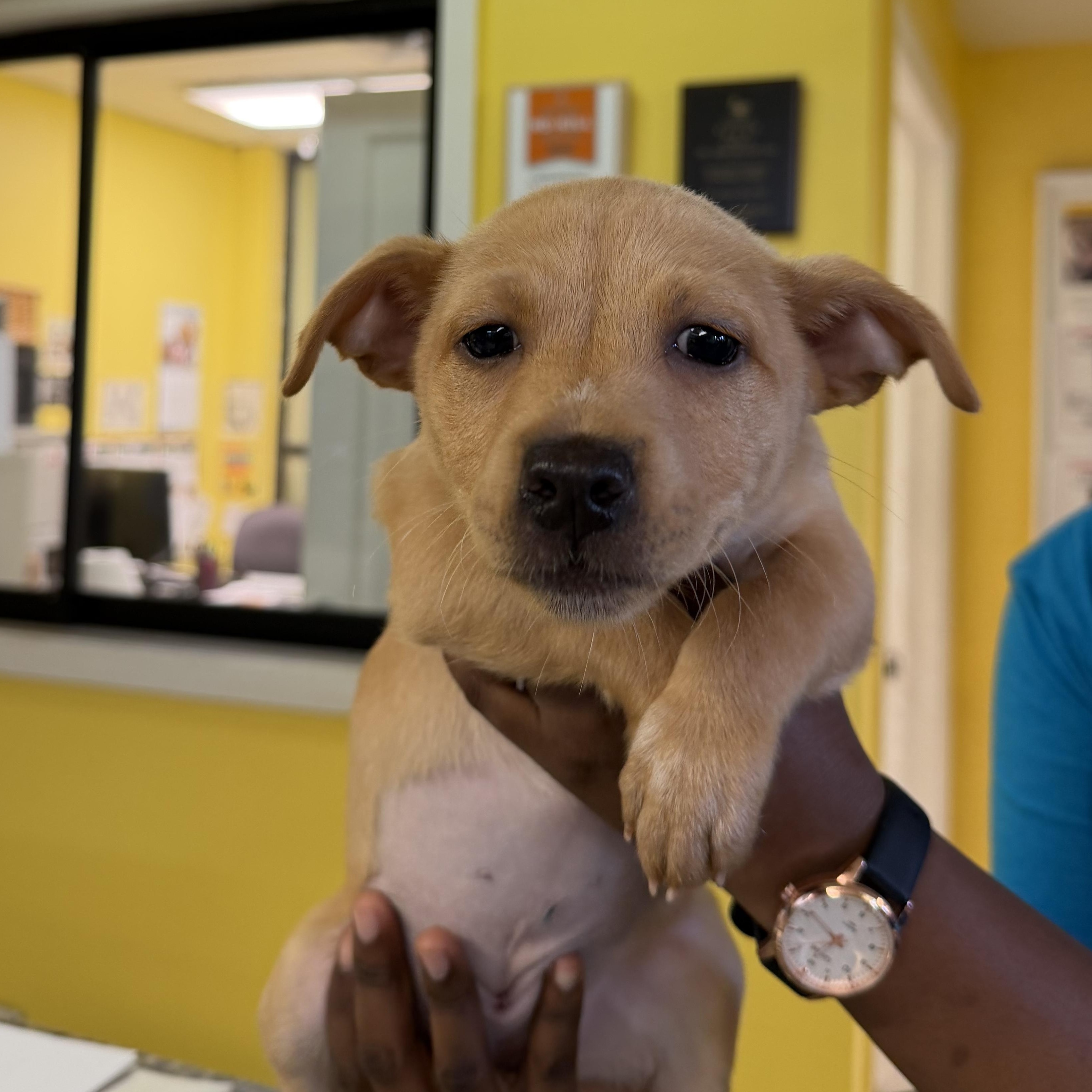 Enlarge Jacquiline 1652, an adopted mixed breed in Boca Raton, FL image 1/1