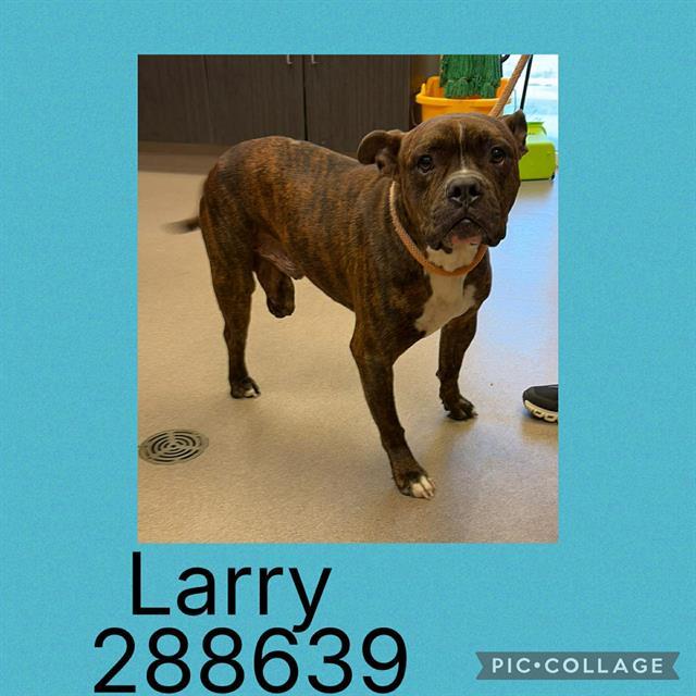 LARRY, Adoptable, Adult Male Boxer.