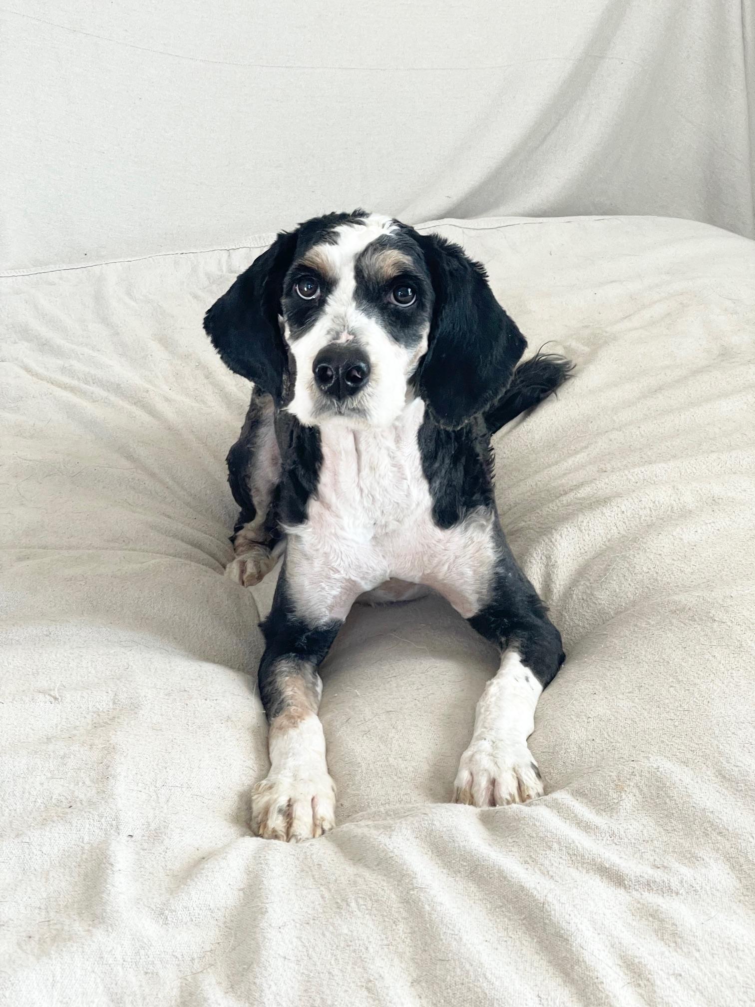 perfect Paris, a ADOPTABLE Bernadoodle in Burlington, NC image 1/5