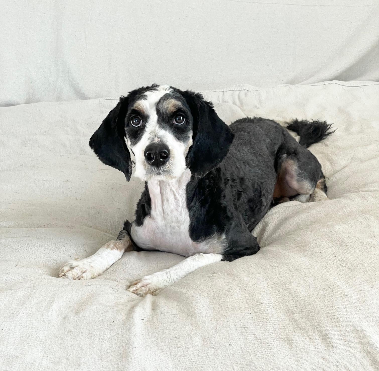 perfect Paris, a ADOPTABLE Bernadoodle in Burlington, NC image 2/5