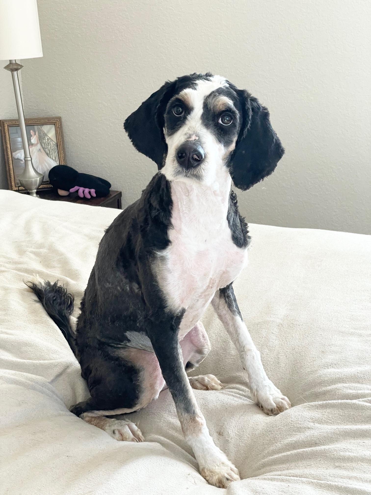 perfect Paris, a ADOPTABLE Bernadoodle in Burlington, NC image 3/5