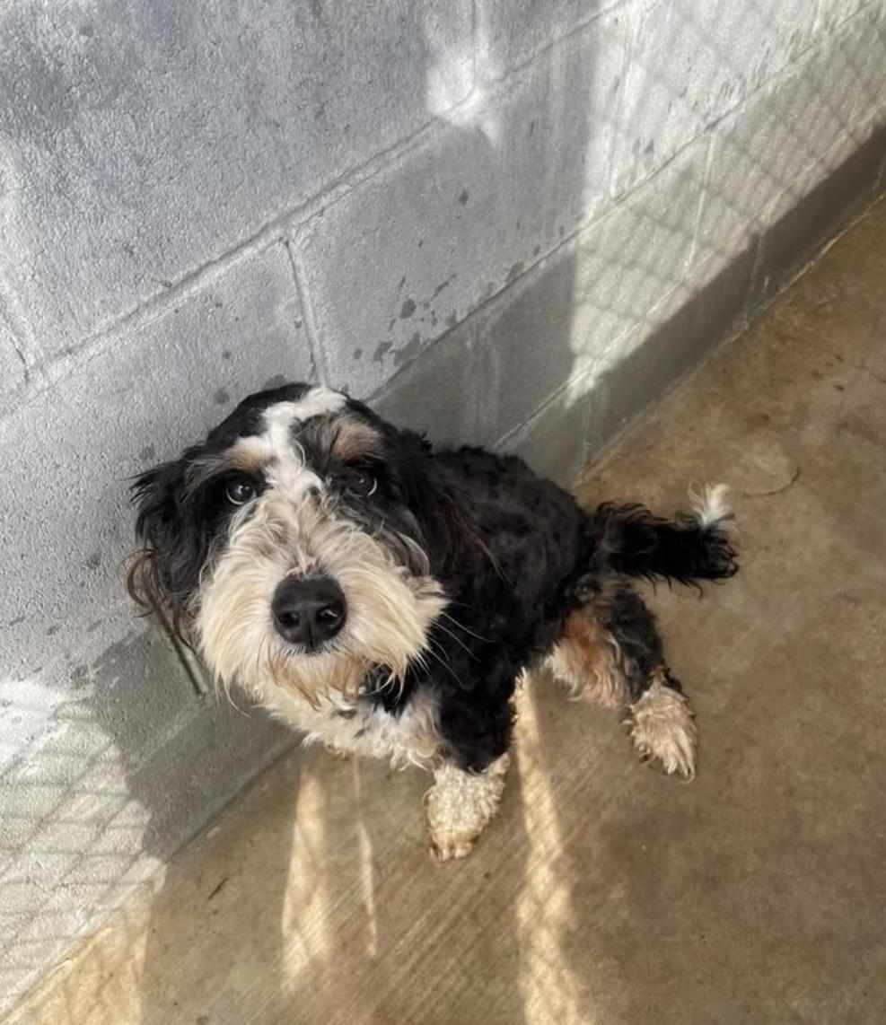 perfect Paris, a ADOPTABLE Bernadoodle in Burlington, NC image 4/5