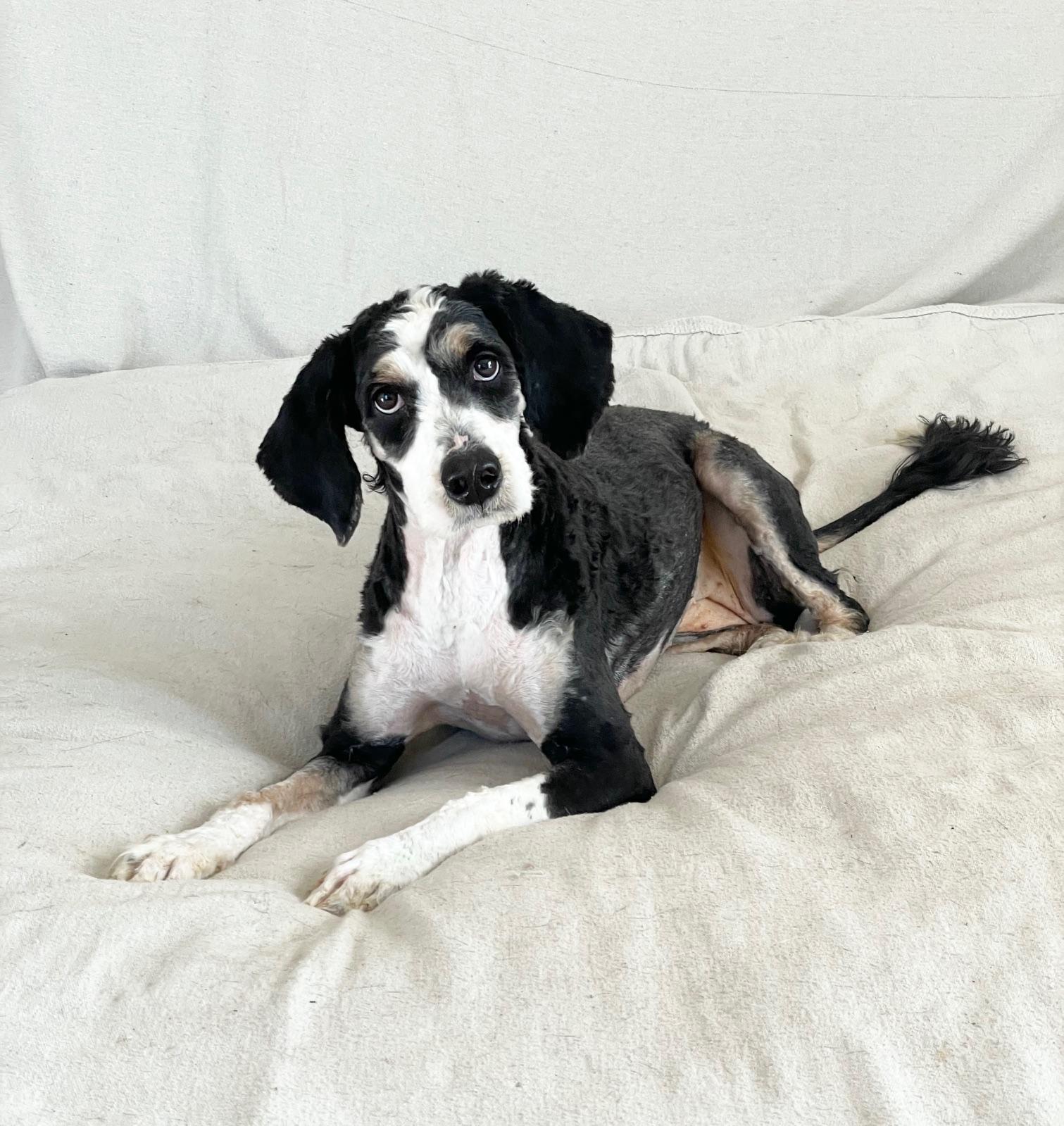 perfect Paris, a ADOPTABLE Bernadoodle in Burlington, NC image 5/5