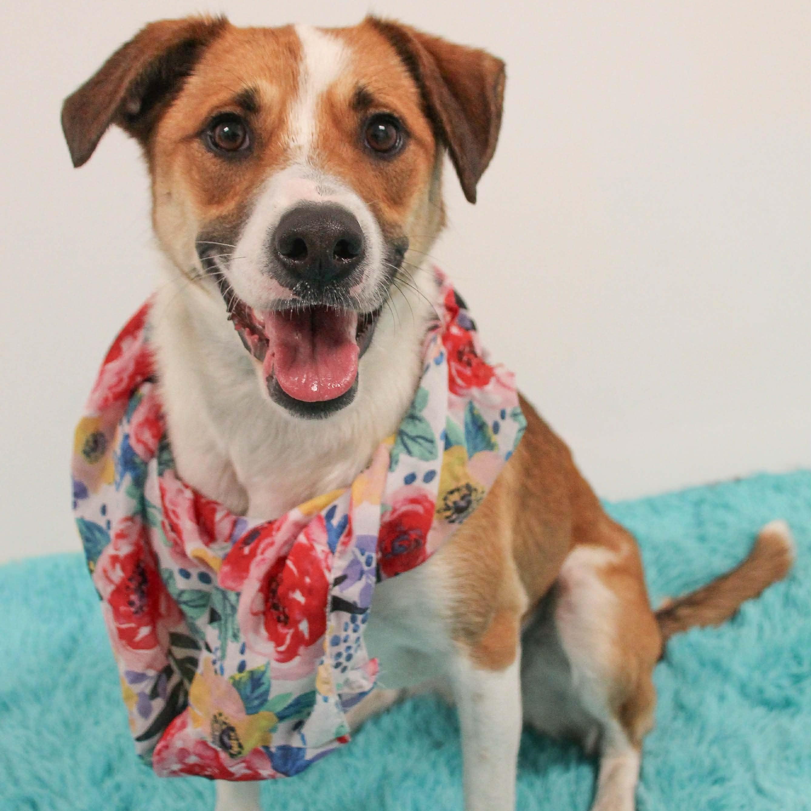 GuacaMolly, a Adoptable mixed breed in Webster, NY image 2/6