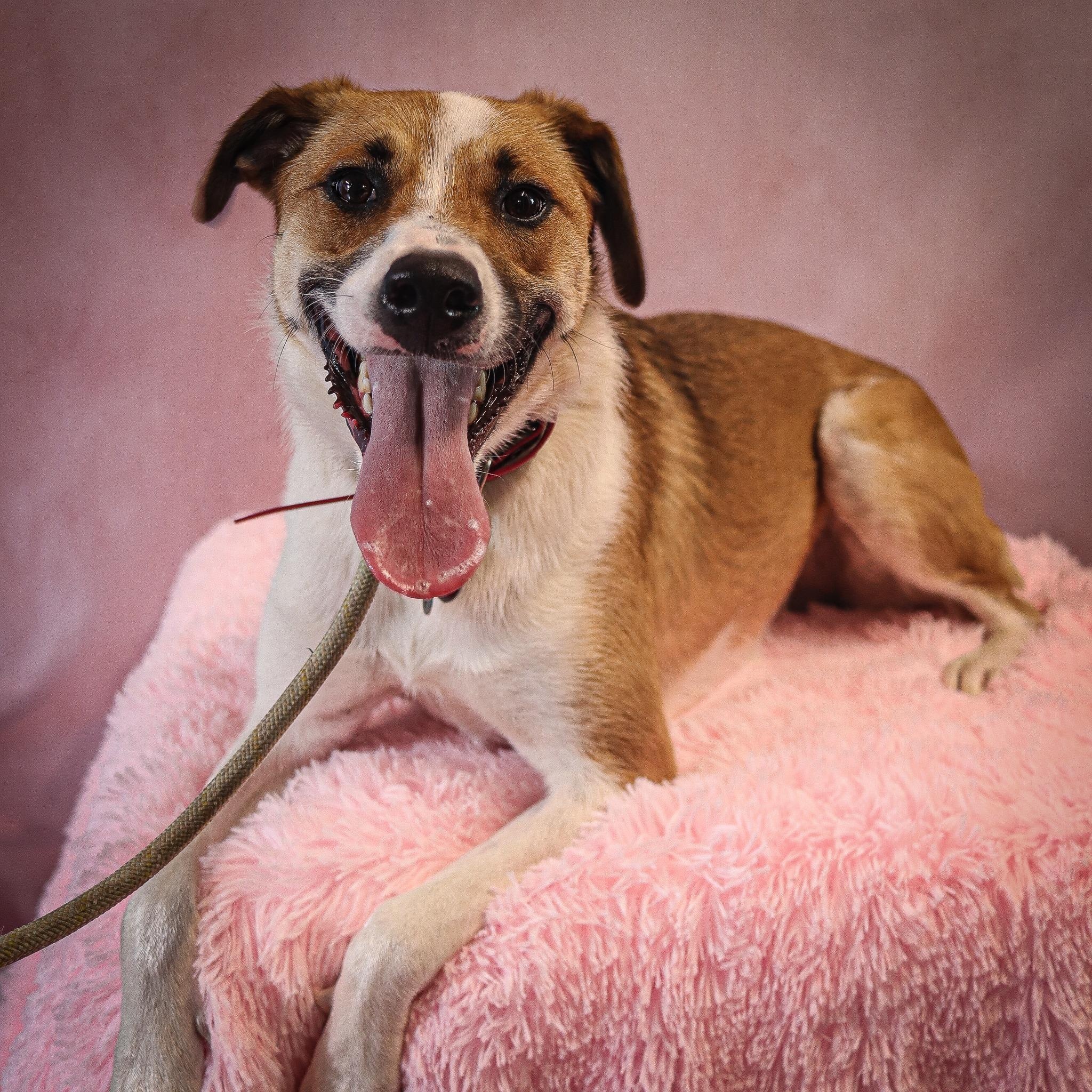 GuacaMolly, a Adoptable mixed breed image 2/6