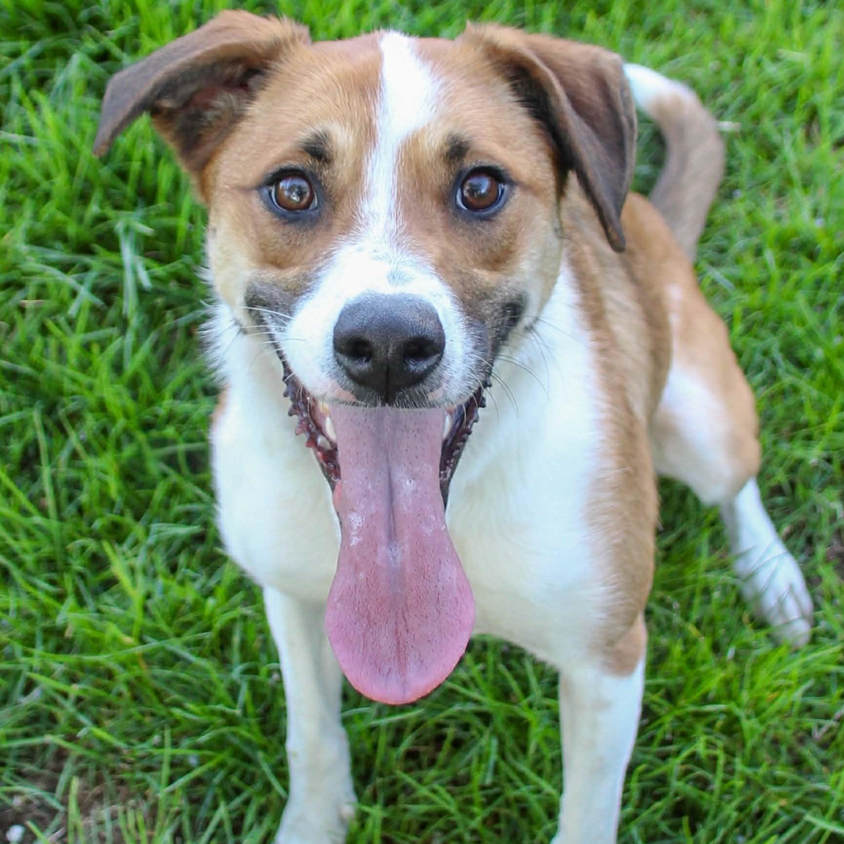 GuacaMolly, Adoptable, Adult Female Mixed Breed & Jack Russell Terrier.