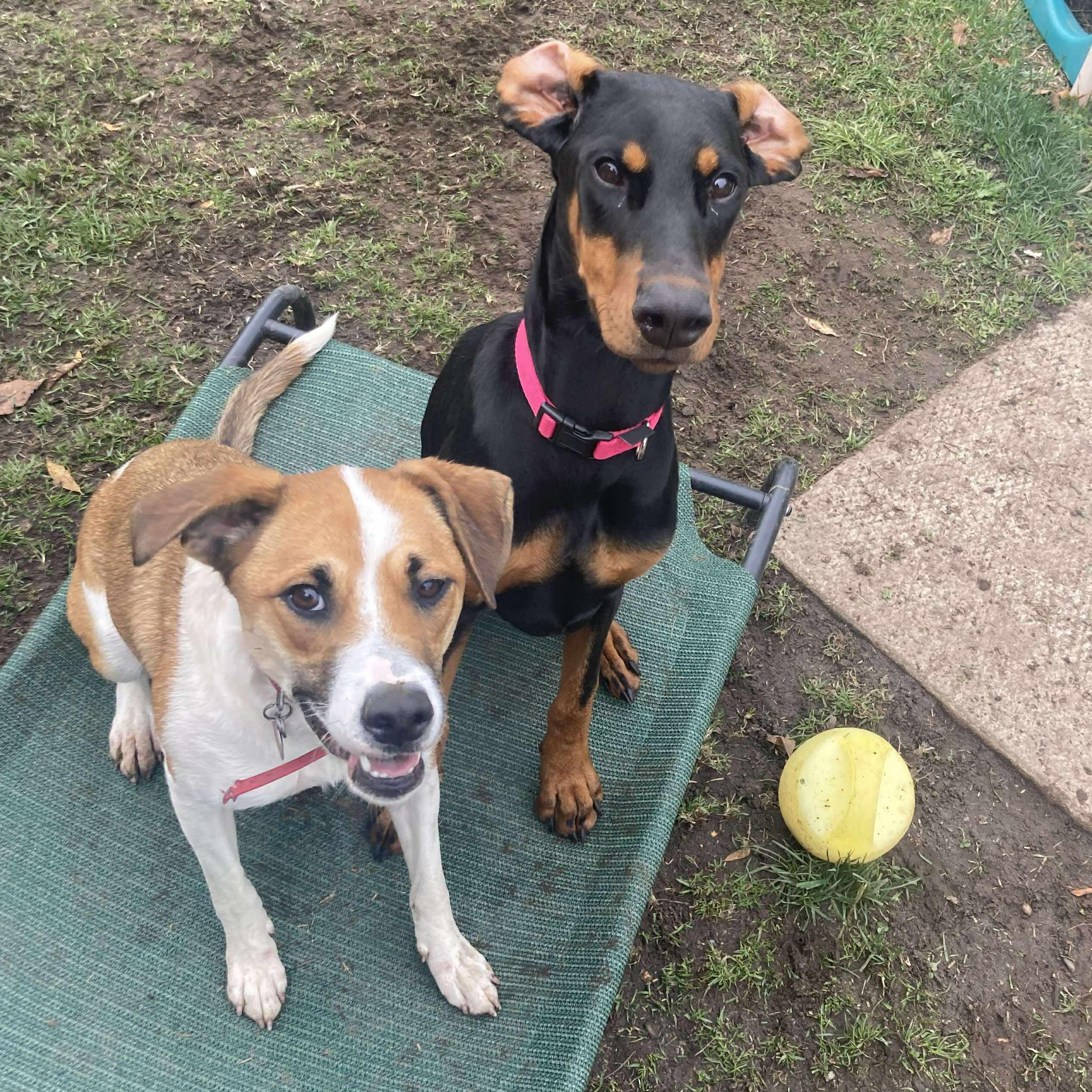 Enlarge GuacaMolly, a Adoptable mixed breed in Webster, NY image 6/6